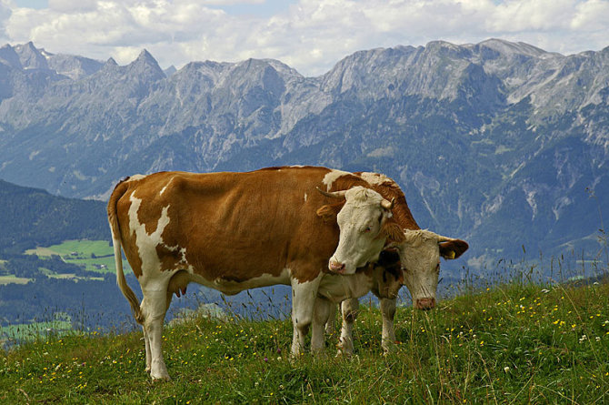 „Ditmos projektai ir ko“ nuotr./Neatskiriama Austrijos Alpių peizažo dalis – karvės
