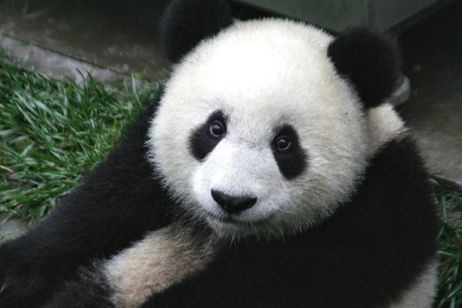 wikimedia.org nuotr./Didžiosios pandos jauniklis