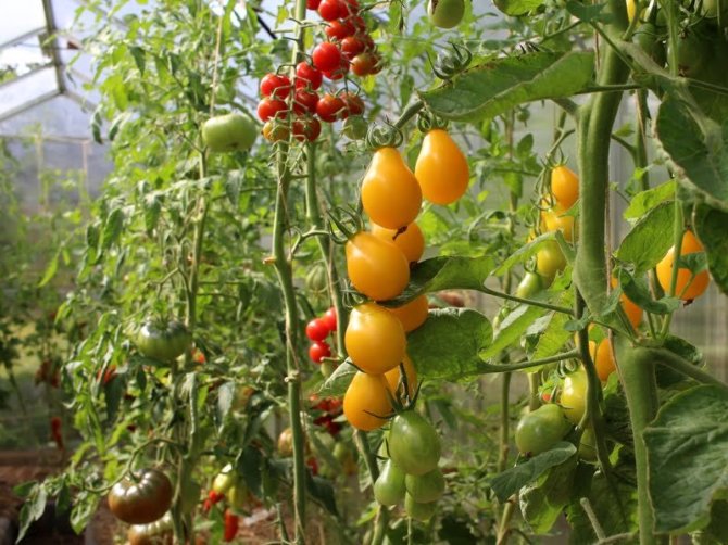 Linos Liubertaitės nuotr./Pomidorai ‘Medovaja kaplia’