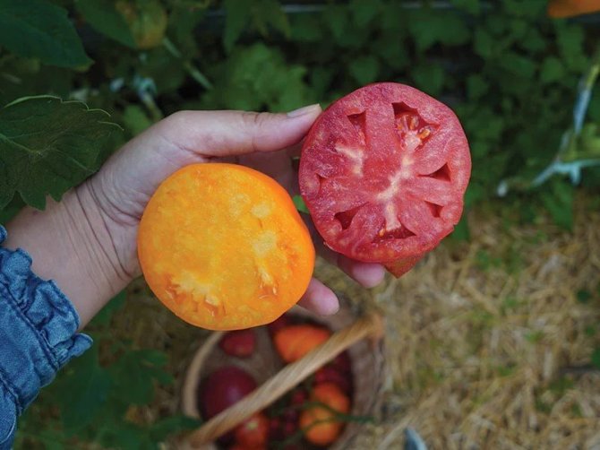 Linos Liubertaitės nuotr./‘Fox nose’ ir ‘Red Pear’ – jau ne vienus metus patikrintas pasirinkimas. 