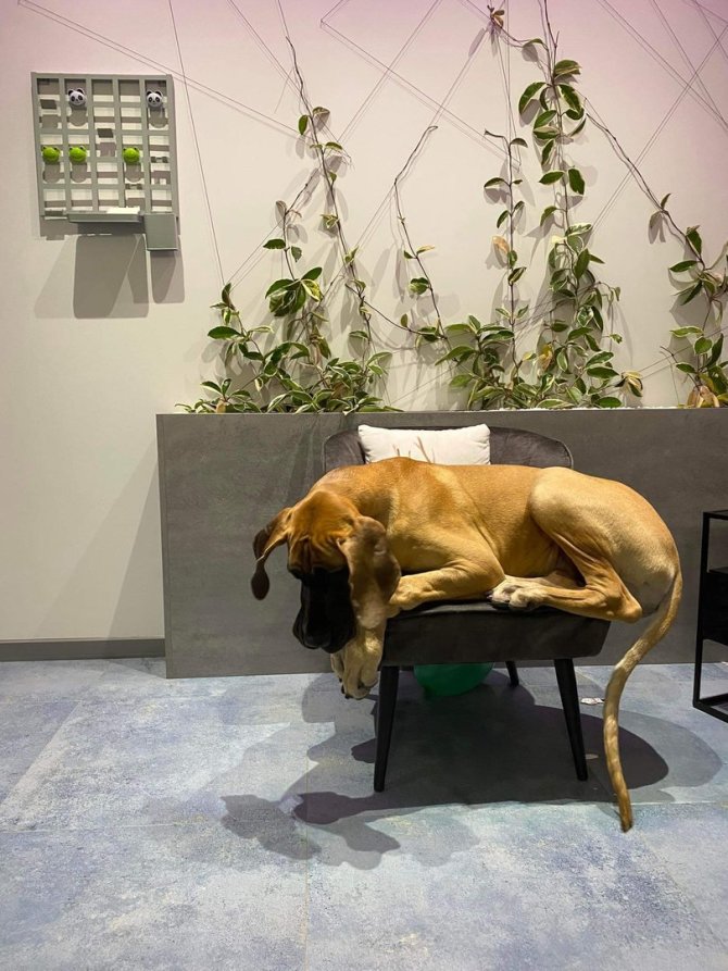 Asmeninio archyvo nuotr./Naujoje veterinarijos klinikoje atmosfera kaip namuose: šiltas santykis su klientu, profesionalios gydymo paslaugos ir edukacija apie gyvūnų priežiūrą