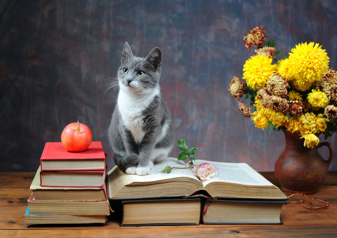 Shutterstock nuotr./Išmintingas katinas.