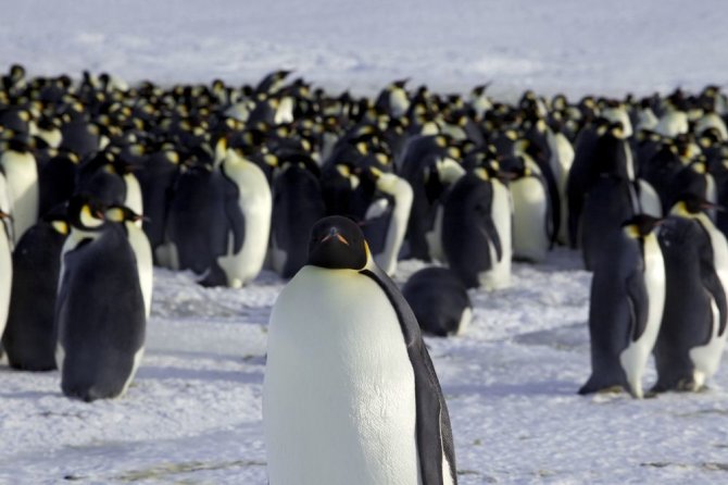 „Reuters“/„Scanpix“ nuotr./Imperatoriškieji pingvinai