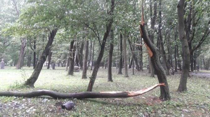 Tomo Ruginio nuotr./Nulūžusi šaka Klaipėdos skulptūrų parke