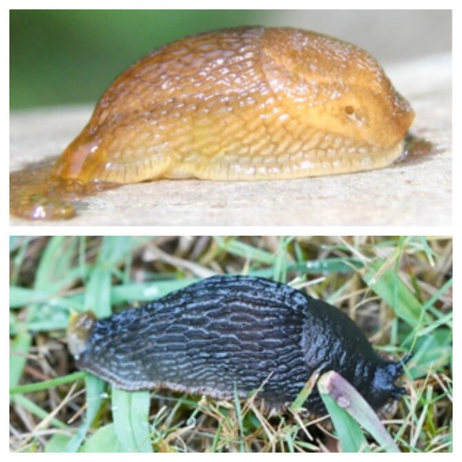 M.Adomaičio nuotr./Neinvaziniai šliužai: Arion fuscus )viršuje) ir Arion ater (apačioje, jis saugomas)
