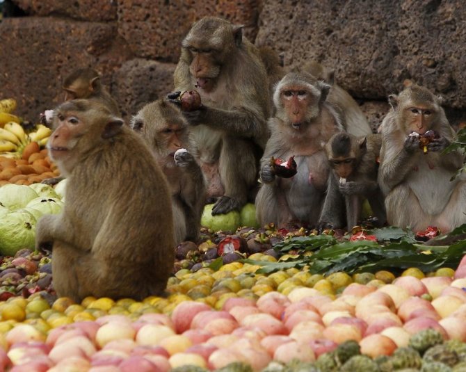 „Reuters“/„Scanpix“ nuotr./Beždžionių šventė Tailande