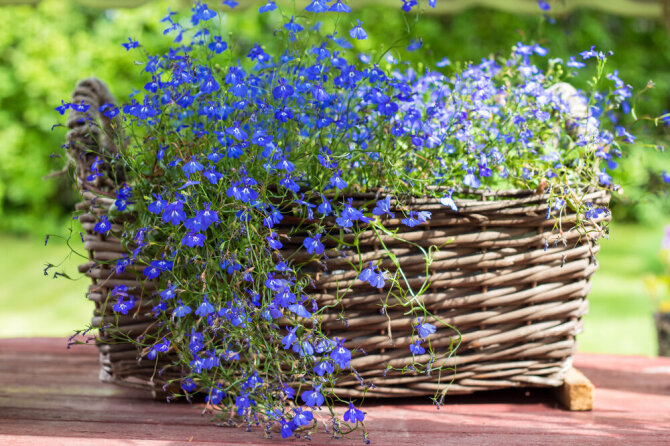 Shutterstock nuotr./Lobelijos