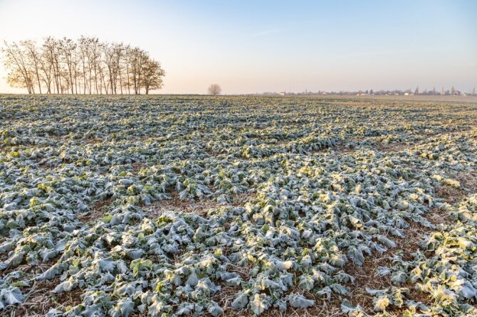 Shutterstock nuotr./Šalnos pažeisti rapsai