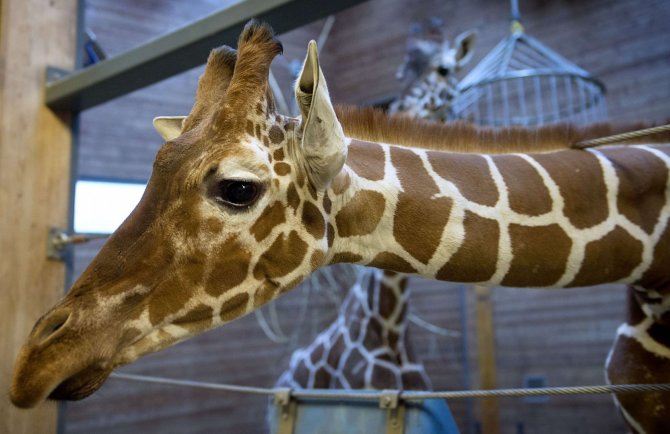 AFP/„Scanpix“ nuotr./Žirafa Marius