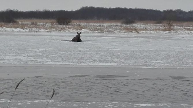 Klaipėdos rajono žvejų asociacijos nuotr./Minijos upėje įstrigęs briedžių jauniklis savarankiškai nepajėgė pasiekti kranto.