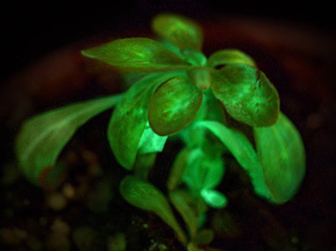Bioglow nuotr./Naktį šviečiantis augalas