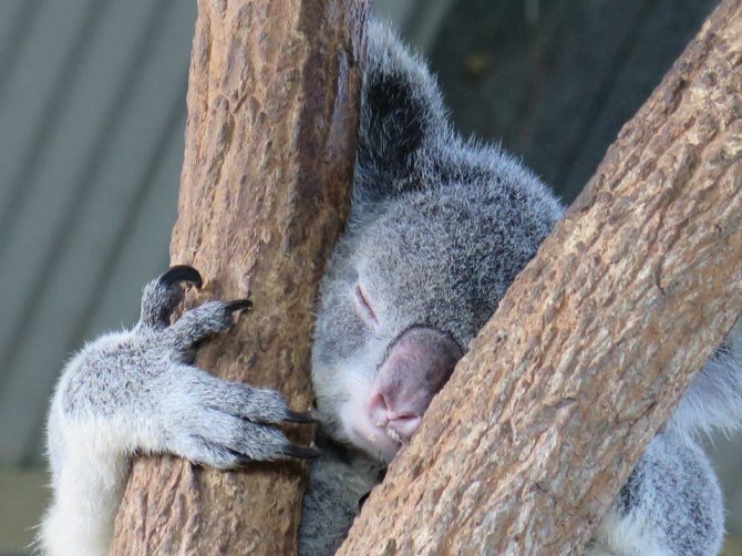 „Facebook“ nuotr./Koala