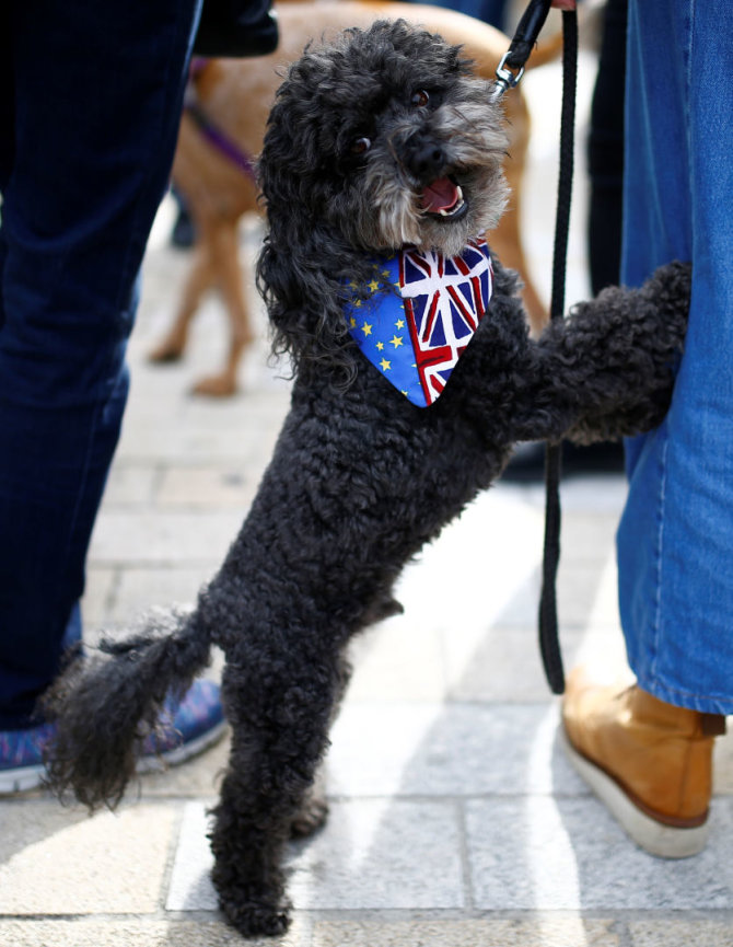 „Reuters“/„Scanpix“ nuotr./Tūkstantis šunų su šeimininkais Londone protestavo prieš „Brexit“