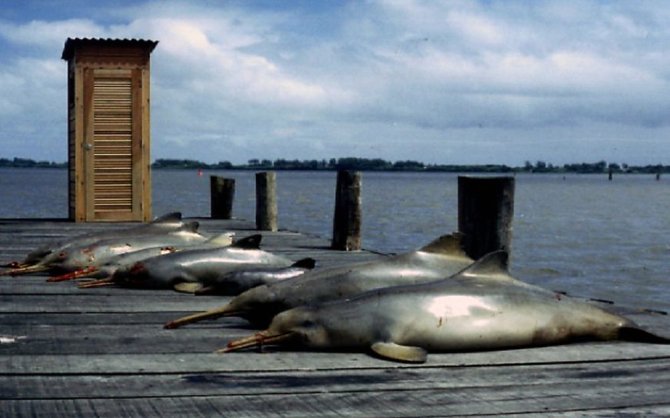 AFP/„Scanpix“ nuotr./ Asociatyvinė nuotr. Į krantą ištraukti negyvi La Platos delfinai