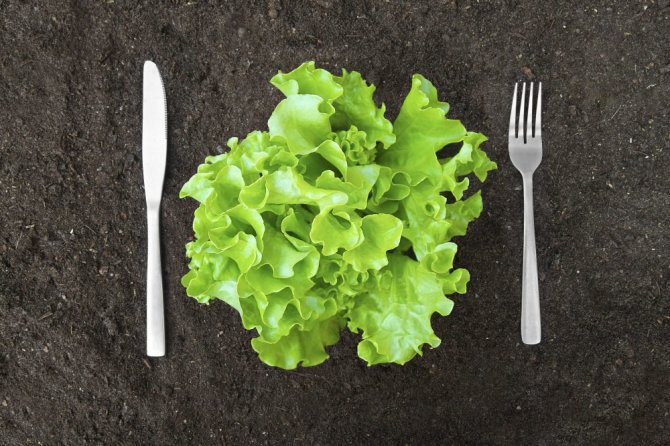 „Shutterstock“ nuotr./Ekologiškas maistas