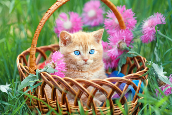 „Shutterstock“ nuotr./Kačiukas