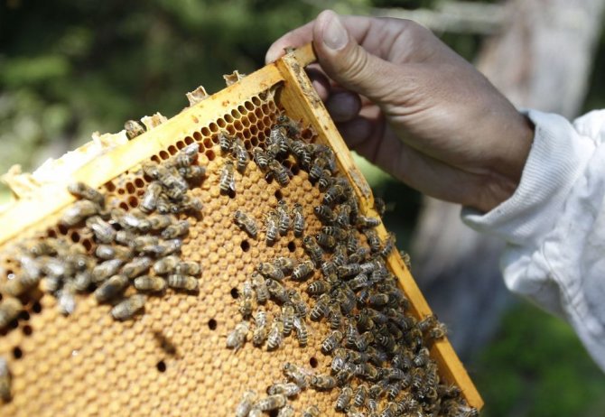 „Reuters“/„Scanpix“ nuotr./Naminės bitės