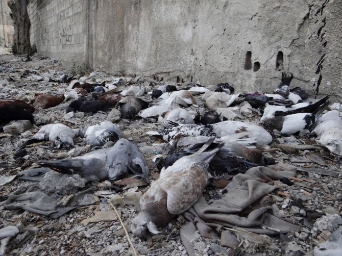 „Reuters“/„Scanpix“ nuotr./Sirijoje per įtariamą cheminę ataką nugaišę karveliai.