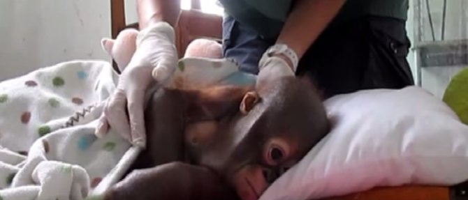 Kadras iš filmuotos medžiagos/Išsekęs orangutangas
