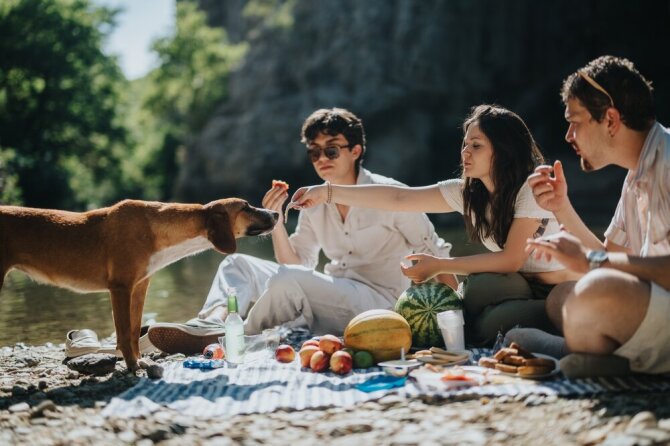 Shutterstock nuotr./Piknikas