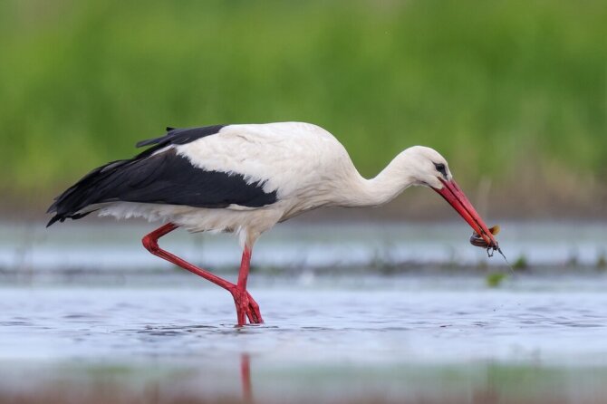 Shutterstock nuotr./Baltasis gandras yra visaėdis