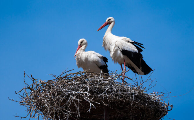 Shutterstock nuotr./Dauguma gandrų kasmet sugrįžta į tą patį gandralizdį