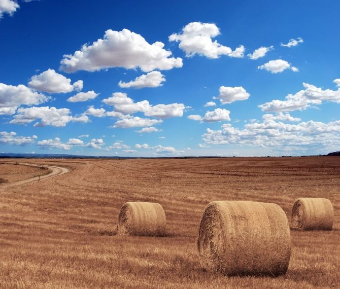 „Pixebay“ nuotr./Žemės ūkis