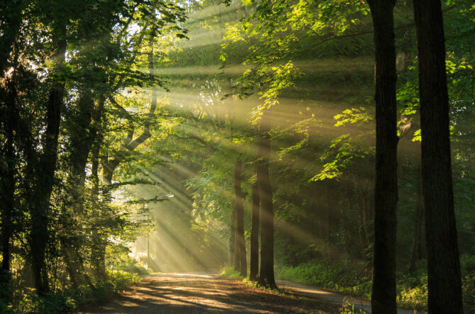 Shutterstock nuotr./Miškas