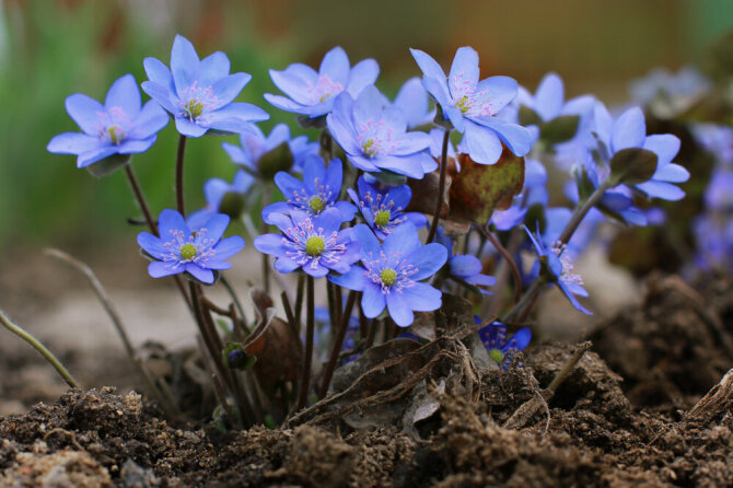 Shutterstock nuotr./Daugiausia Lietuvoje auga Hepatica nobilis – triskiaučių žibuoklių