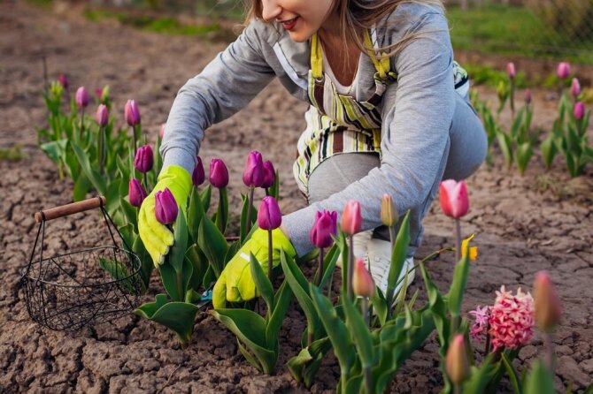Shutterstock nuotr./Sodininkystė.