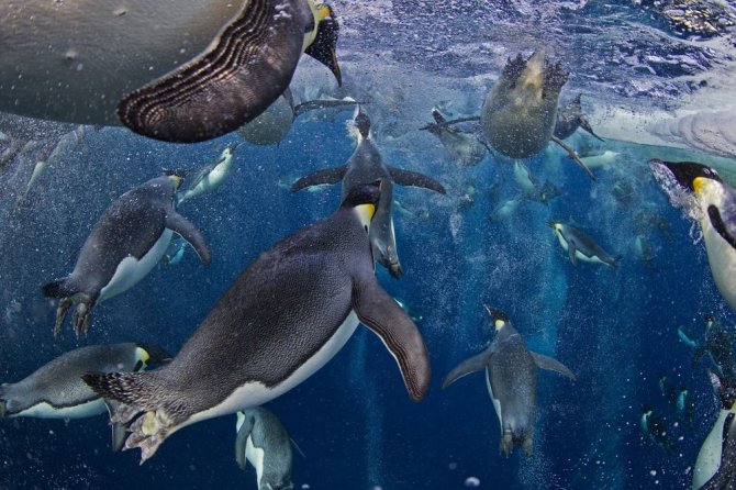 „Reuters“/„Scanpix“ nuotr./Karališkieji pingvinai