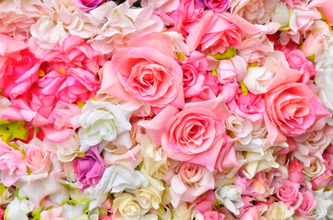 Shutterstock nuotr./Gražios pastelinių spalvų gėlės