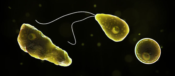 Wikimedia Commons / Public Domain nuotr./Naegleria fowleri ameba