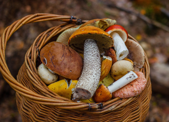 Shutterstock nuotr./Miško grybai