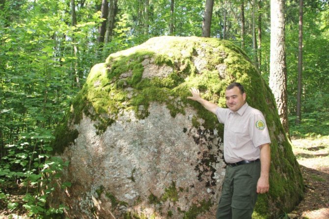 A.Minkevičienės nuotr./Stambiausias riedulys Ožakmenis dar vadinamas Rokiškio Puntuku. Prie legendomis apipinto akmens – girininkas Vidmantas Šarkambiškis