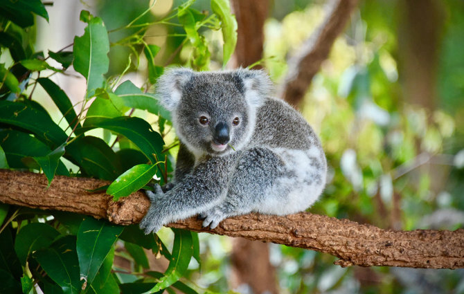 Shutterstock.com nuotr./Koala