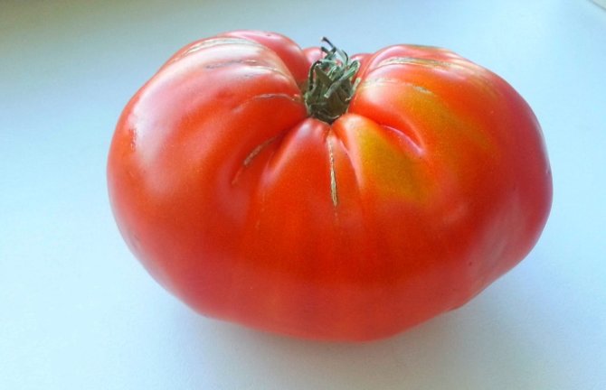 Skaitytojo Vytauto nuotr./Didelis pomidoras