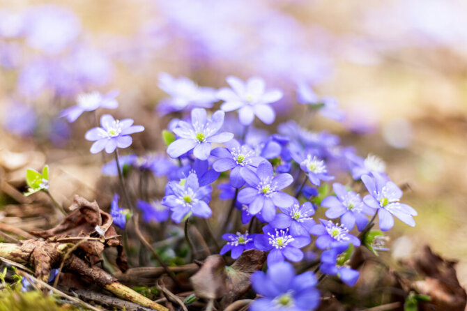 Shutterstock nuotr./Hepatica transsilvanica – margalapė žibuoklė