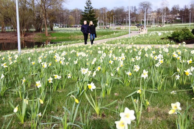 Druskininkų miesto savivaldybės nuotr./Druskininkuose pavasarį pranašauja žydintys narcizai