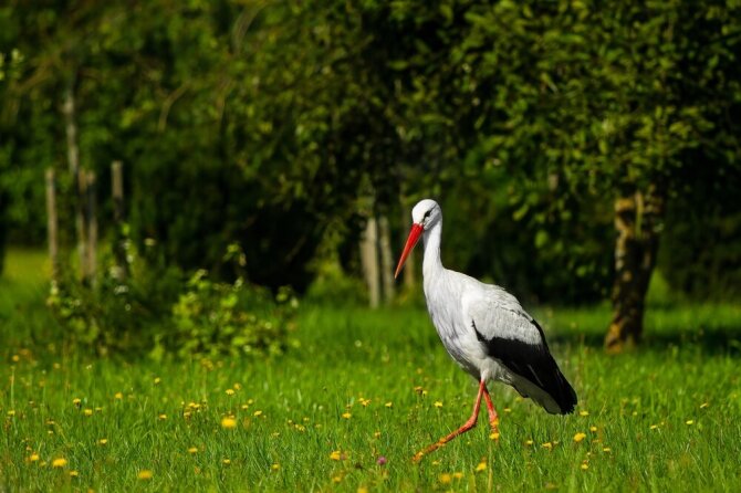 Shutterstock nuotr./Baltasis gandras