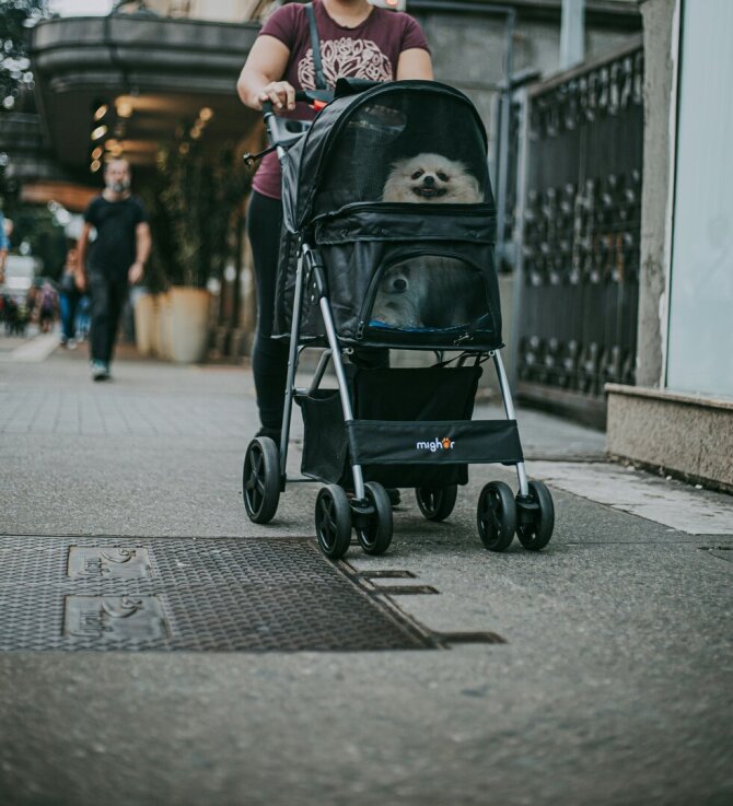 Unsplash nuotr./Šuniukas vežimėlyje