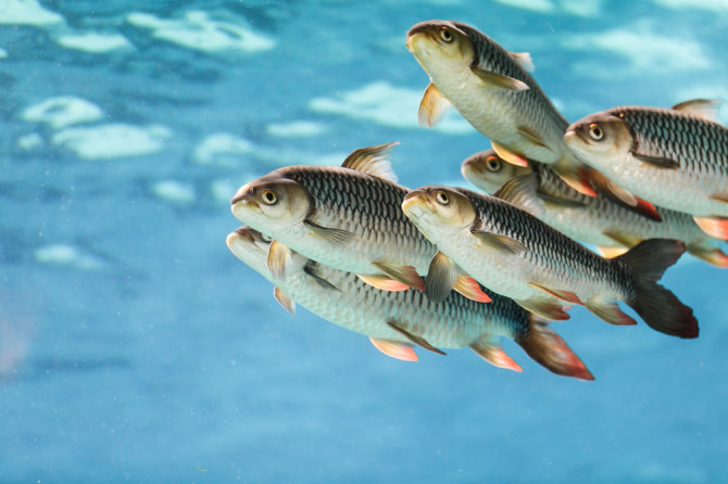 Shutterstock nuotr./Vandenyje plaukiojančios žuvys