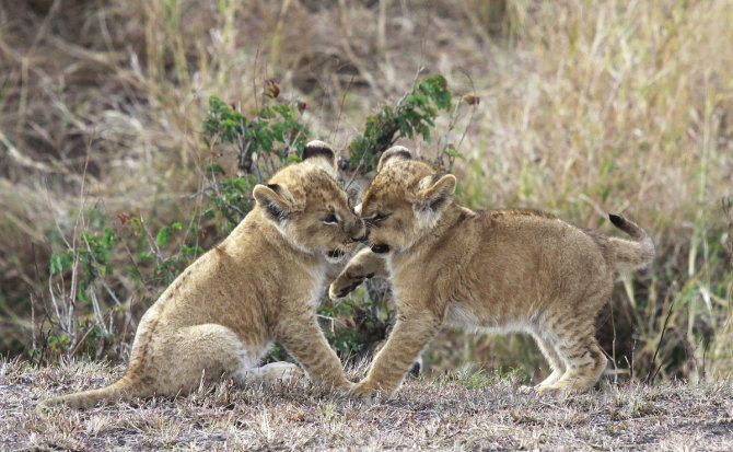 Liūtukai - dvyniai. Tanzanija