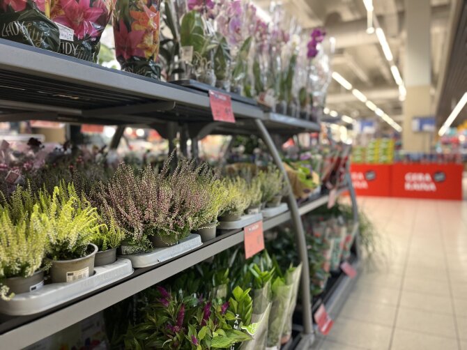 Pranešimo žiniasklaidai autorių nuotr./Sodo dienos „Maximoje“