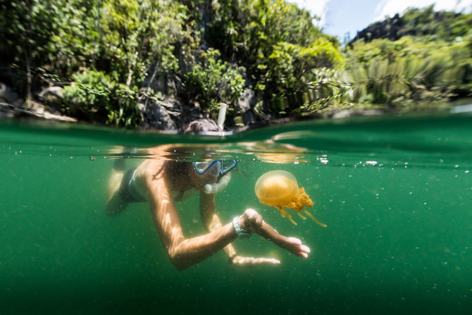 Shutterstock.com nuotr./Medūzų ežeras, Palau