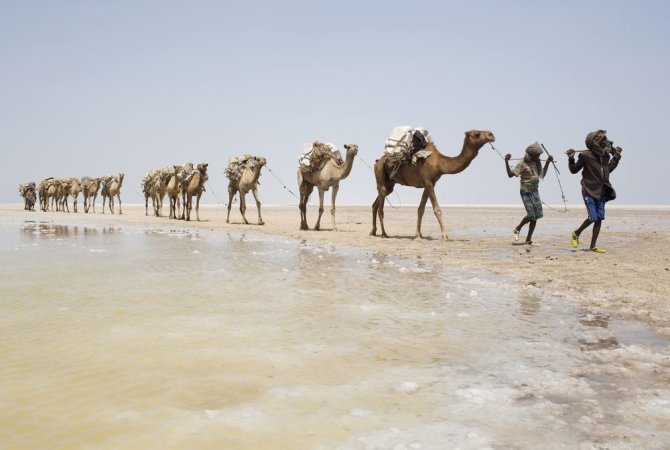 „Reuters“/„Scanpix“ nuotr./Per dykumą vedami kupranugariai