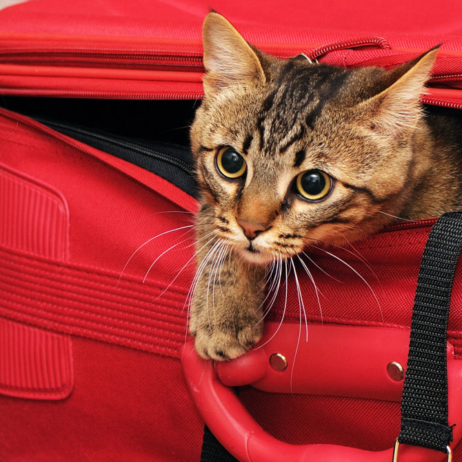 Shutterstock nuotr./Iš lagamino lendanti katė