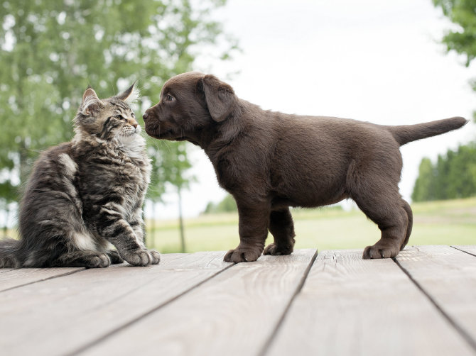Shutterstock nuotr./Šuns ir katino draugystė.
