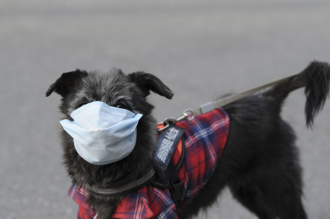 „Scanpix“ nuotr./Šuo su apsaugine kauke Kinijoje