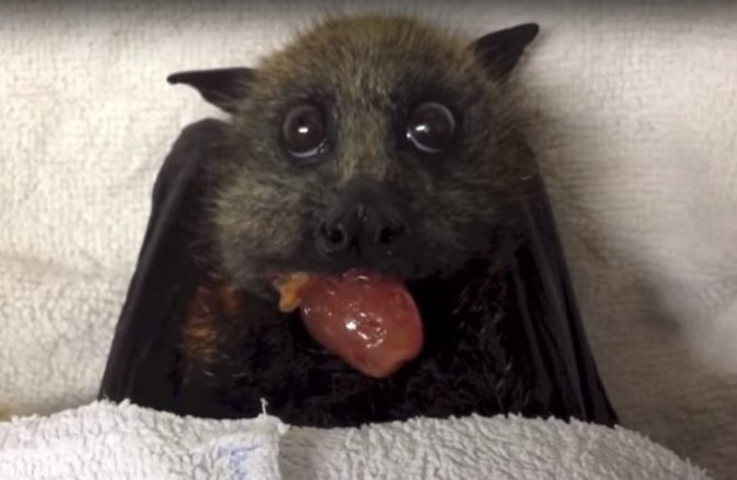 Kadras iš „YouTube“/Šikšnosparnio patelė ėda vynuogę.